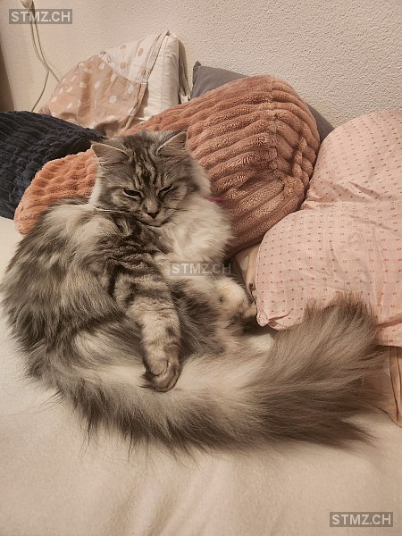 Zoè — Birma ♀, Vermisst seit 01.06.2025, Adliswil (ZH)