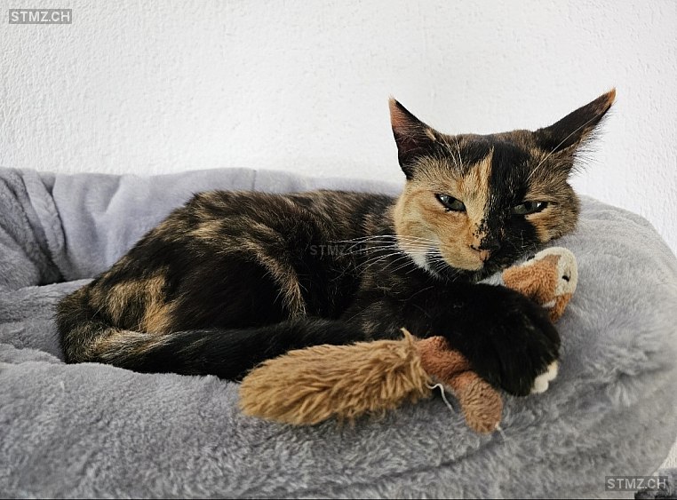 Kiwi — Hauskatze ♀, Vermisst seit 13.06.2025, Schwarzenburg (BE)