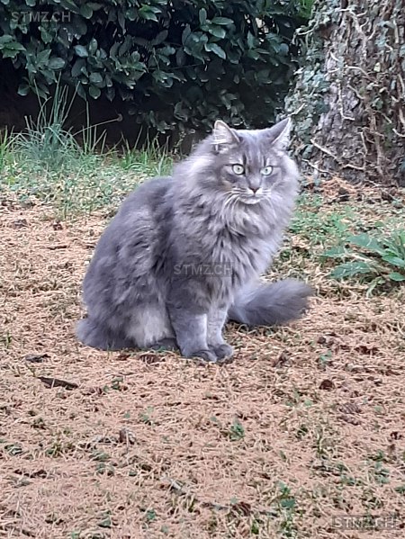 Nemo — Hauskatze ♂, Vermisst seit 10.06.2025, Magliaso (TI)