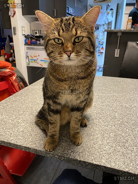 Tom — Hauskatze ♂, Vermisst seit 15.04.2025, Seengen (AG)