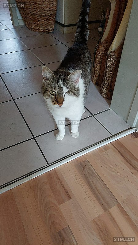 Nala — Hauskatze ♀, Vermisst seit 11.06.2025, Sargans (SG)