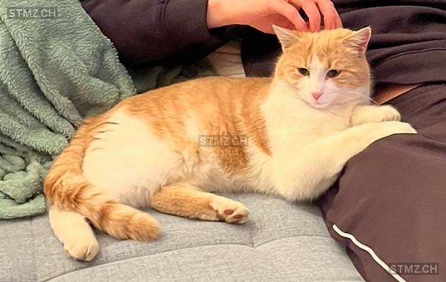Dusty — Hauskatze ♂, Vermisst seit 11.06.2025, Gerzensee (BE)