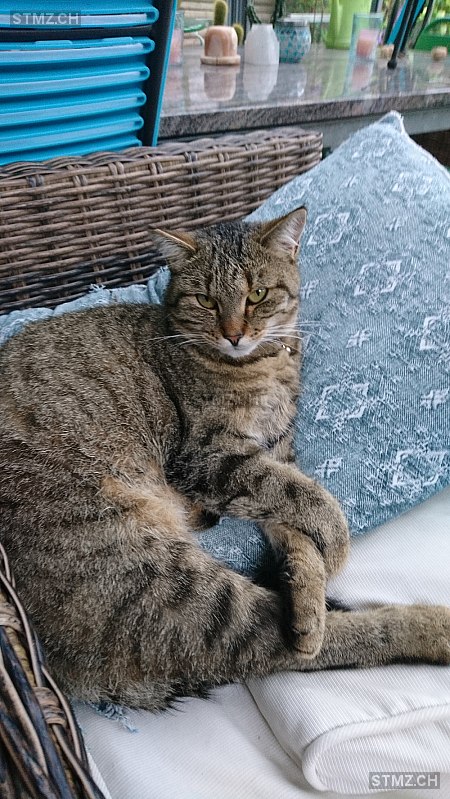Malou — Hauskatze ♀, Vermisst seit 11.06.2025, Oberbüren (SG)