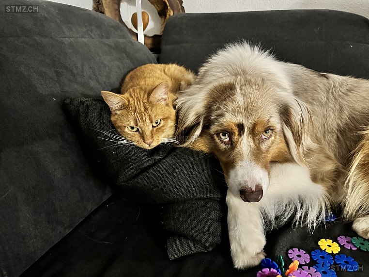 Simba — Hauskatze ♂, Vermisst seit 27.04.2025, Muhen (AG)