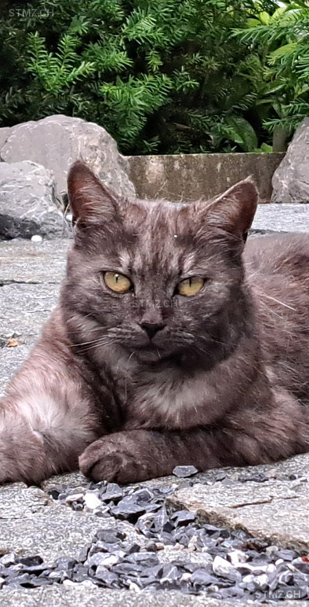 Joy — Hauskatze ♀, Vermisst seit 09.06.2025, Rapperswil SG (SG)