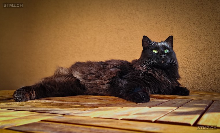 ) — Hauskatze ♂, Vermisst seit 08.03.2025, Volketswil (ZH)