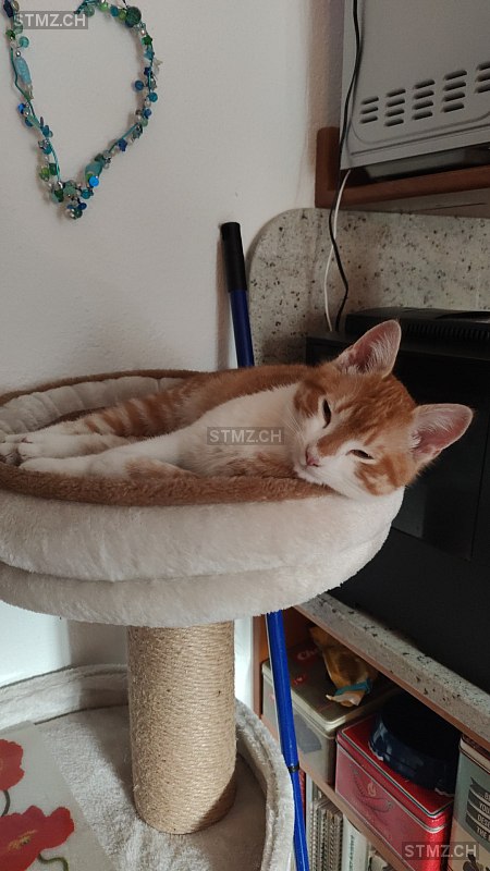 Garfield — Hauskatze ♂, Vermisst seit 15.06.2025, Schänis (SG)