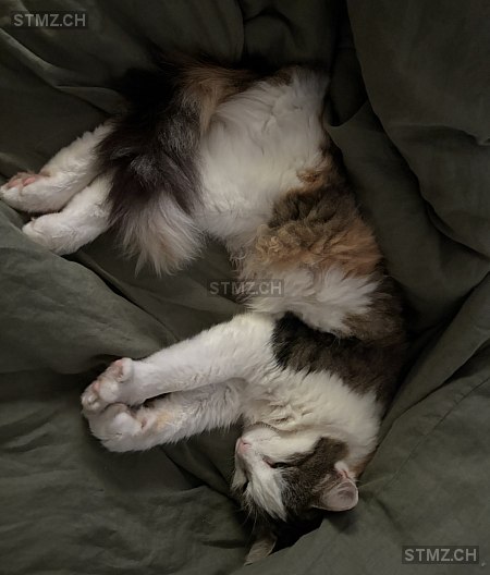 Hope — Hauskatze ♀, Vermisst seit 03.06.2025, Kölliken (AG)