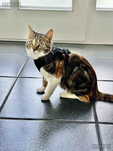 Nelli — Hauskatze ♀, Vermisst seit 16.06.2025, Schenkon (LU)