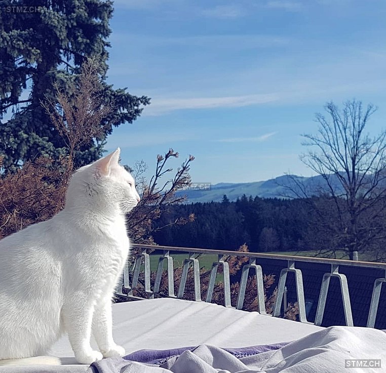 Nala — Hauskatze ♀, Vermisst seit 22.04.2024, Rothenburg (LU)