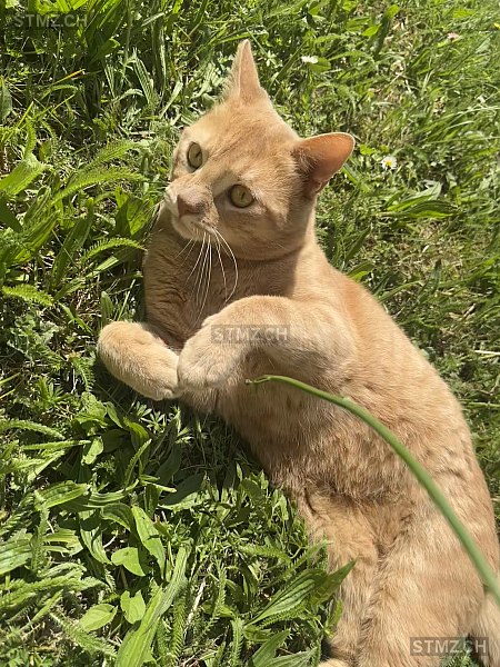 Romy — Hauskatze ♂, Vermisst seit 08.06.2025, Neuchâtel (NE)