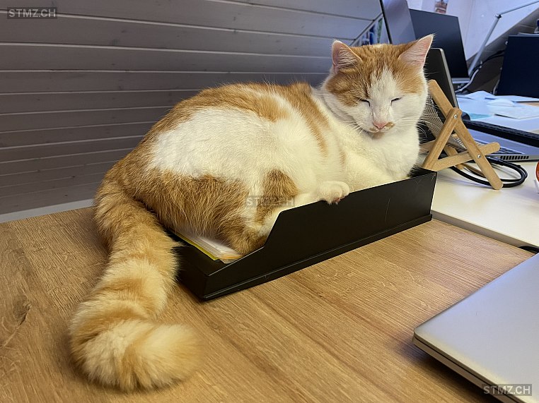 Houdini — Hauskatze ♂, Vermisst seit 16.06.2025, Neuendorf (SO)