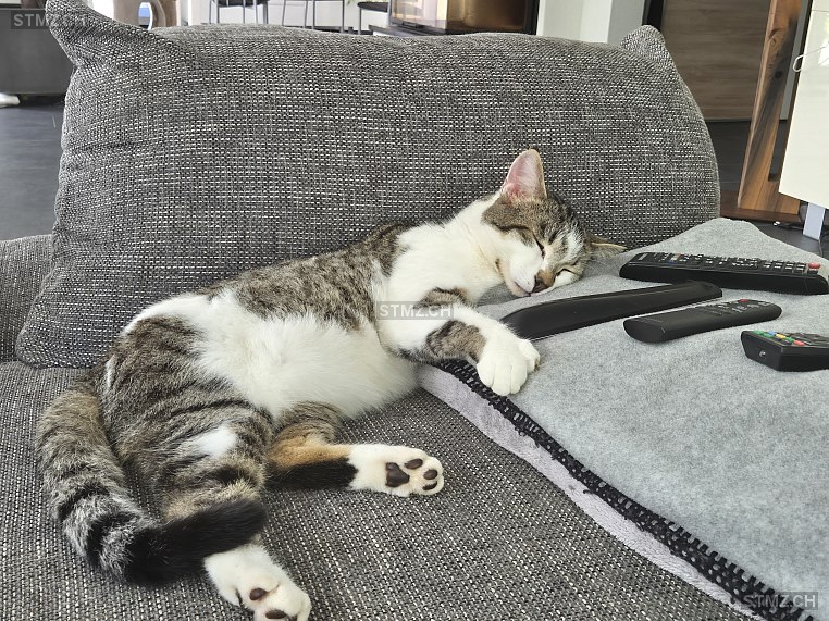 Sid — Hauskatze ♂, Vermisst seit 16.06.2025, Büsserach (SO)