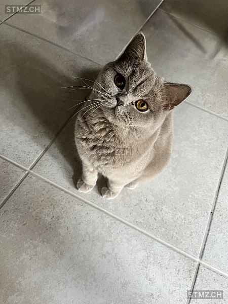 Nola — British Kurzhaar ♀, Vermisst seit 20.06.2025, Neerach (ZH)