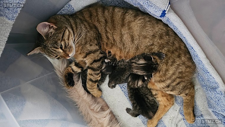 Bailey — Hauskatze ♀, Vermisst seit 17.06.2025, Wangen bei Olten (SO)