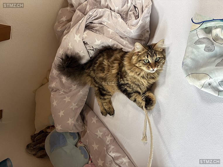 Jeannie — Hauskatze ♀, Vermisst seit 19.06.2025, Otelfingen (ZH)