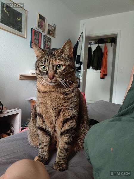 Tinka — Hauskatze ♀, Vermisst seit 16.06.2025, Sachseln (OW)