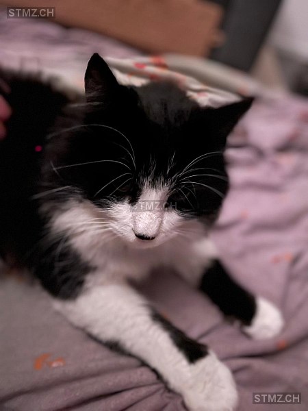 Stratus — Hauskatze ♂, Vermisst seit 14.06.2025, Châtel-St-Denis (FR)