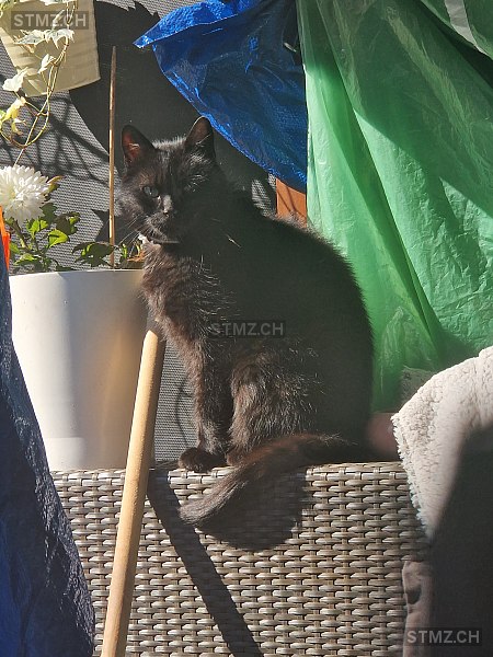 Jamie — Hauskatze ♂, Vermisst seit 29.05.2025, St. Gallen (SG)