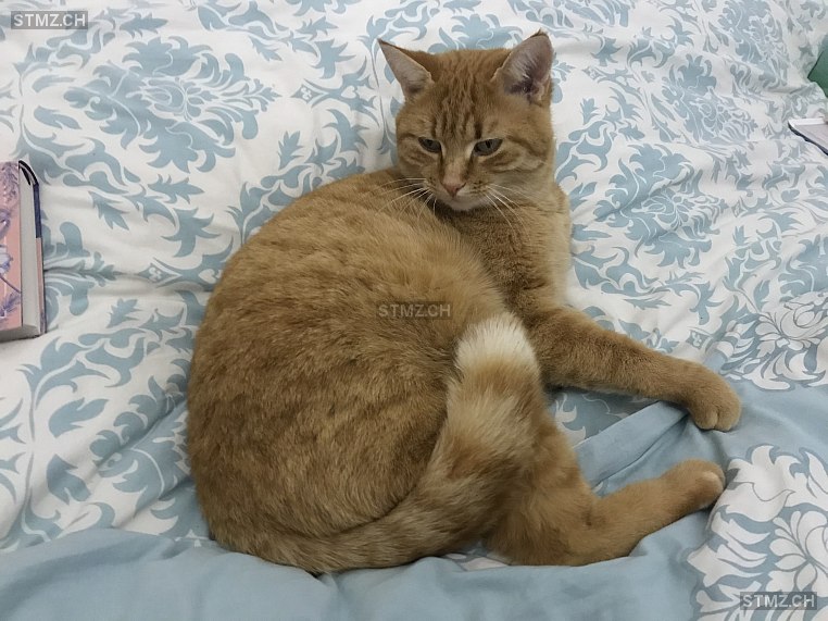 Roxy oder Mi(eze) — Hauskatze ♀, Vermisst seit 10.06.2025, Fällanden (ZH)