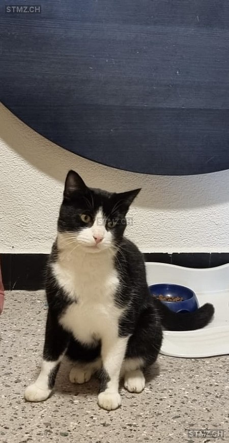 Mogli — Hauskatze ♂, Vermisst seit 16.06.2025, Thörigen (BE)