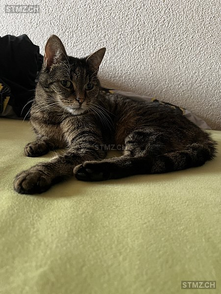 Taki — Hauskatze ♀, Vermisst seit 14.05.2025, Widnau (SG)