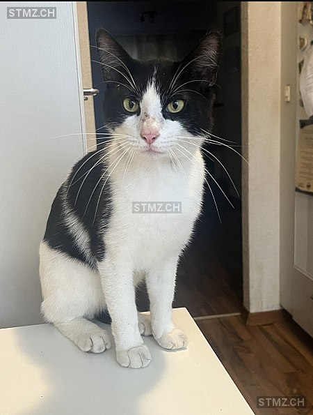 Django — Hauskatze ♂, Vermisst seit 01.06.2025, Bern (BE)