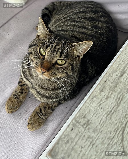 Findus — Hauskatze ♂, Vermisst seit 25.07.2024, Mörschwil (SG)