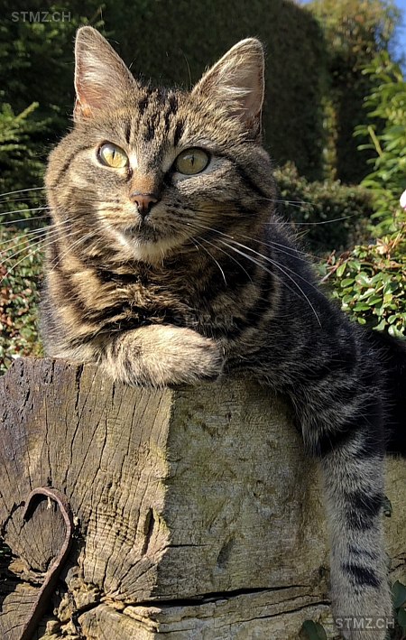 Peaches — Hauskatze ♀, Vermisst seit 17.06.2025, Fehren (SO)