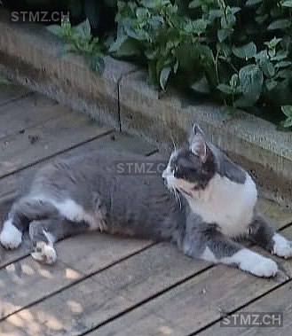 Kitti — Hauskatze ♀, Vermisst seit 01.06.2025, Oberegg (AI)