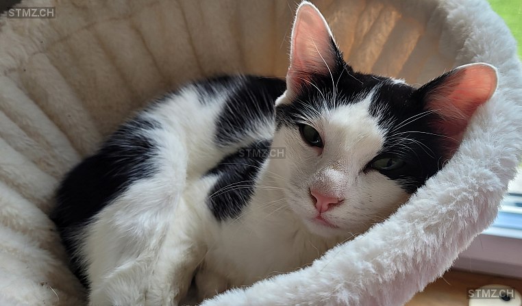 JolisCoeurs — Hauskatze ♀, Vermisst seit 02.06.2025, Neyruz-sur-Moudon (VD)