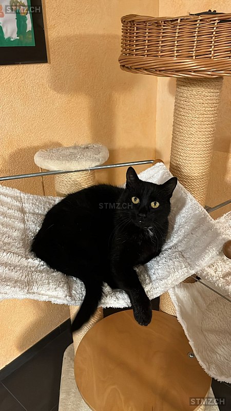 Pepper — Hauskatze ♂, Vermisst seit 19.06.2025, Sursee (LU)