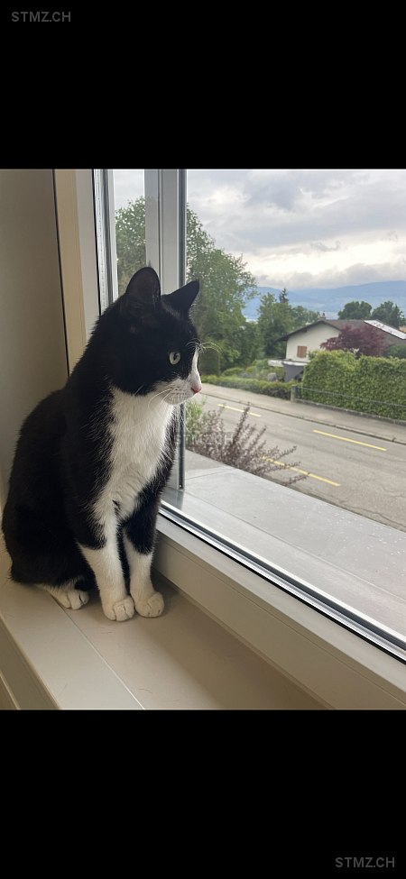 Snow — Hauskatze ♂, Vermisst seit 13.06.2025, Seiry (FR)