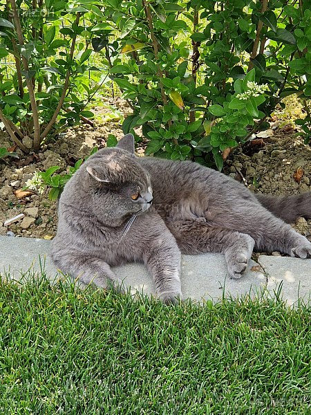 Mikesch — British Kurzhaar ♂, Vermisst seit 20.06.2025, Hildisrieden (LU)