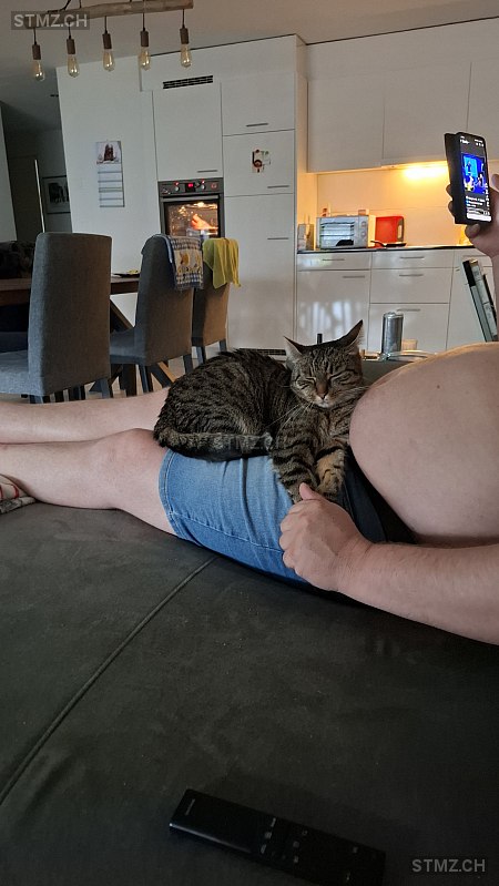 Chio — Hauskatze ♀, Vermisst seit 21.06.2025, Villmergen (AG)