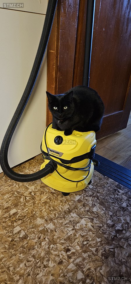 Tigi — Hauskatze ♂, Vermisst seit 21.06.2025, Arni BE (BE)