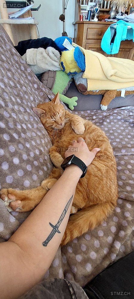 Gimli — Hauskatze ♂, Vermisst seit 16.06.2025, Hilfikon (AG)