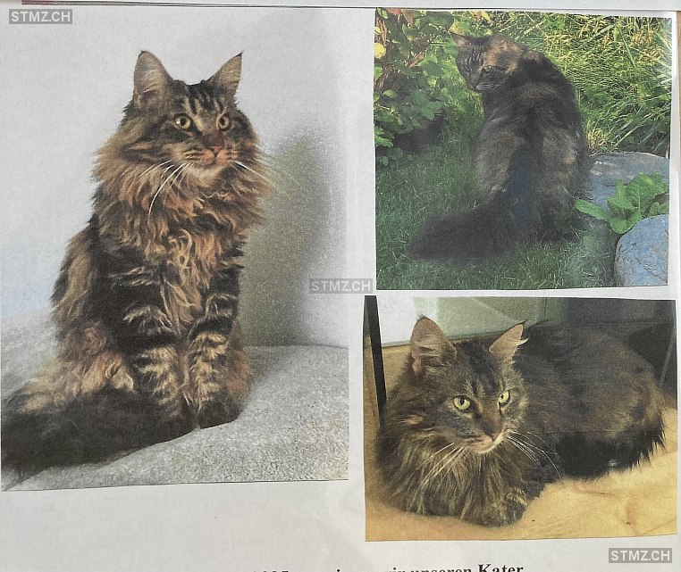 Charlie — Maine Coon ♂, Vermisst seit 09.06.2025, Meggen (LU)