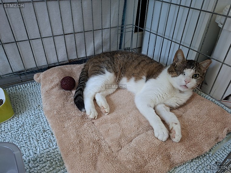 MiKado — Hauskatze ♂, Vermisst seit 23.06.2025, Bönigen bei Interlaken (BE)