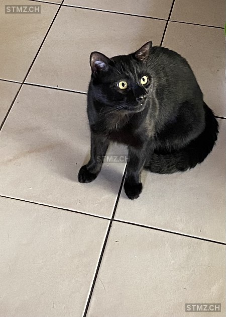 Milo — Hauskatze ♂, Vermisst seit 16.06.2025, Obernau (LU)