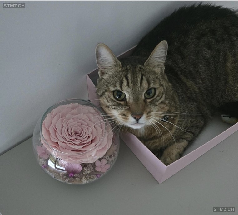 Don — Hauskatze ♂, Vermisst seit 24.06.2025, Schindellegi (SZ)