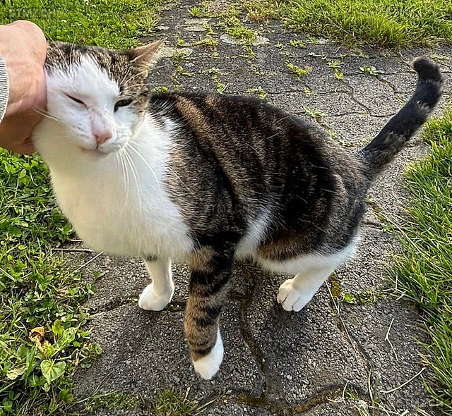 Sherlock — Hauskatze ♂, Vermisst seit 17.06.2025, Emmenbrücke (LU)