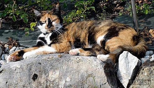 ALAYA — Hauskatze ♀, Vermisst seit 29.06.2024, Presinge (GE)