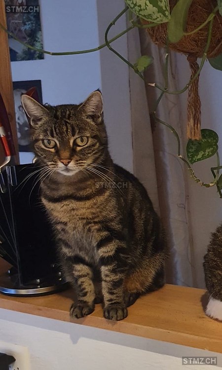 Lulu — Hauskatze ♀, Vermisst seit 12.06.2025, Thun (BE)
