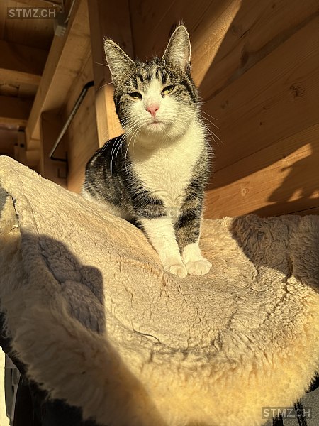 Sissy — Hauskatze ♀, Vermisst seit 11.07.2024, Eggiwil (BE)