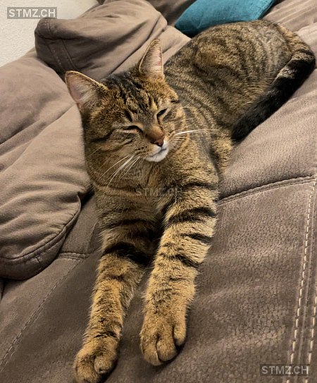 Mike — Hauskatze ♂, Vermisst seit 18.06.2025, Müntschemier (BE)