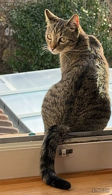 Everest — Hauskatze ♀, Vermisst seit 18.06.2025, Bassecourt (JU)