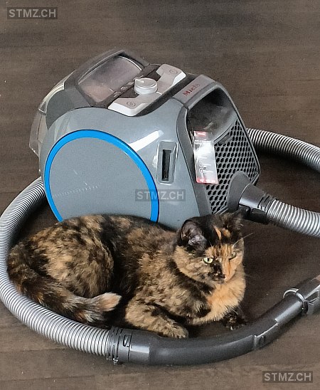 Vermisste Katzen #373792 — Hauskatze ♀, Vermisst seit ?, Degersheim (SG)