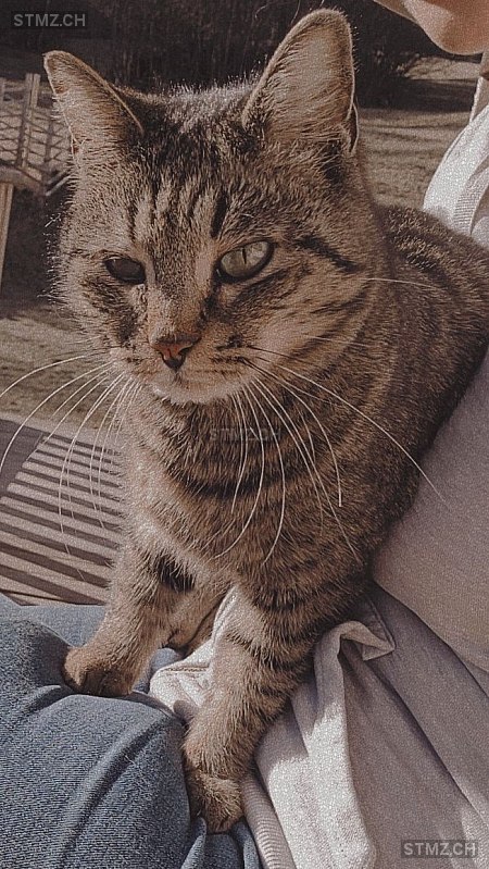 Mila — Hauskatze ♀, Vermisst seit 24.06.2025, Poschiavo (GR)