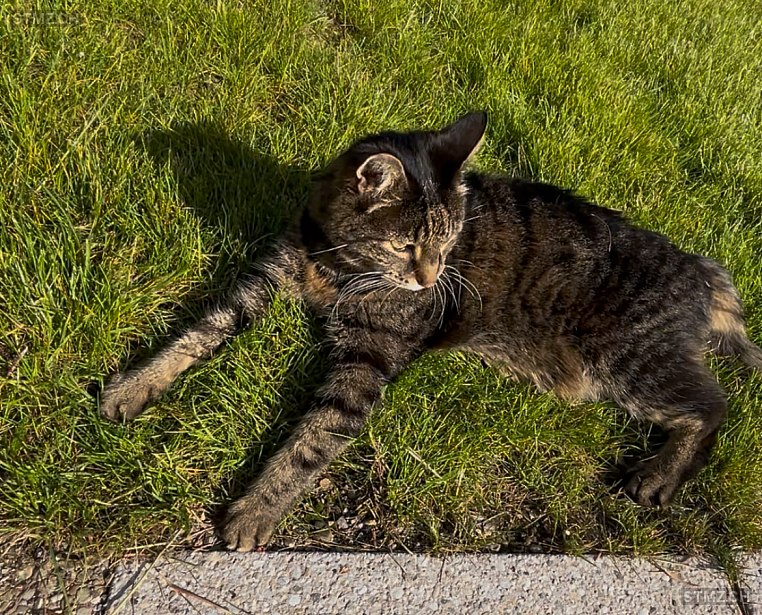 Puma — Hauskatze ♂, Vermisst seit 24.06.2025, Russikon (ZH)